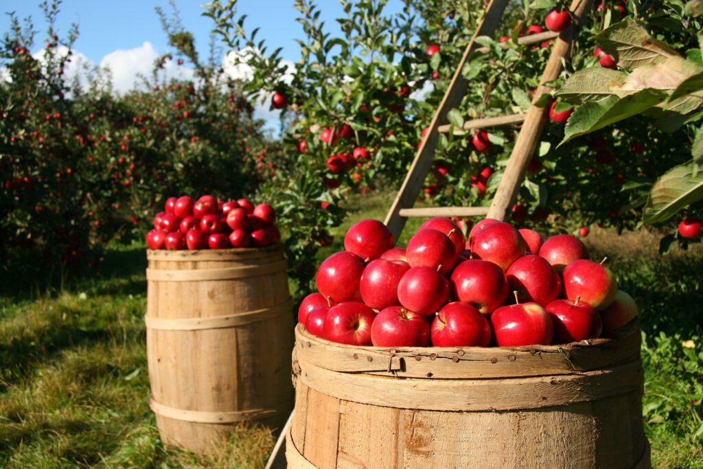 apples-g1f1b639f9_1920