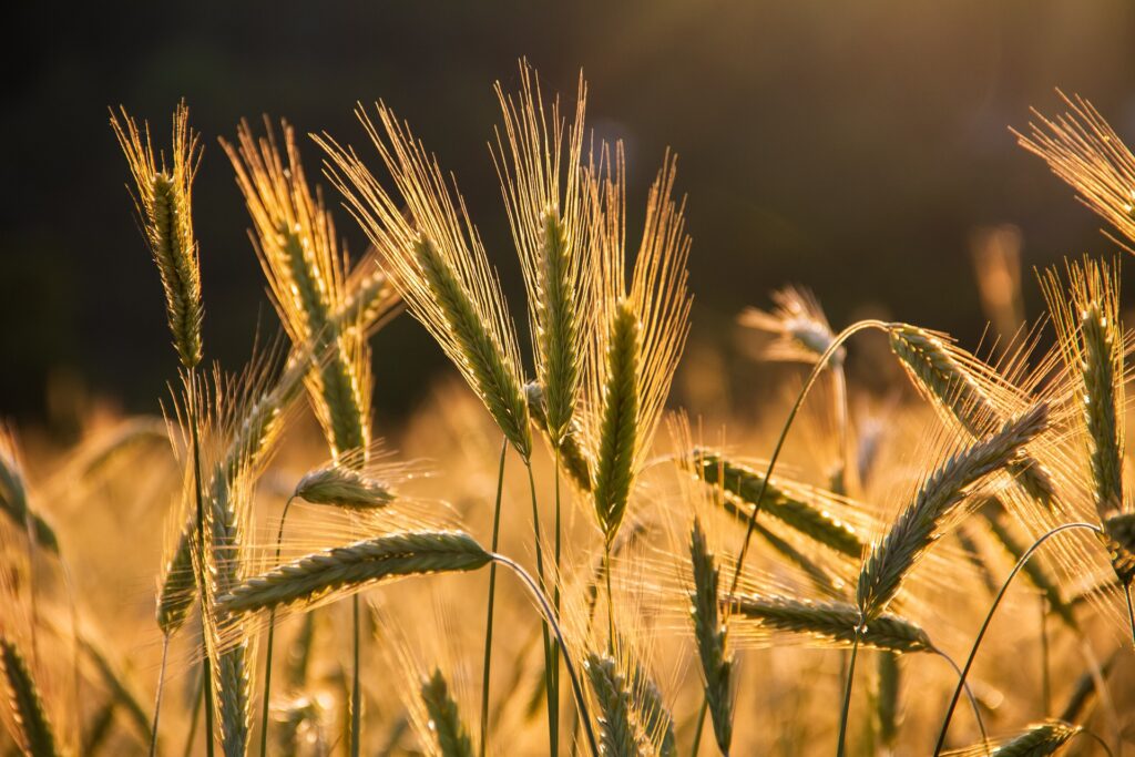 barley-g123dcefe8_1920