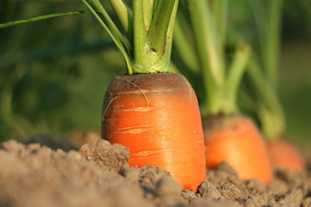 carrot-ge4e03e54d_1920