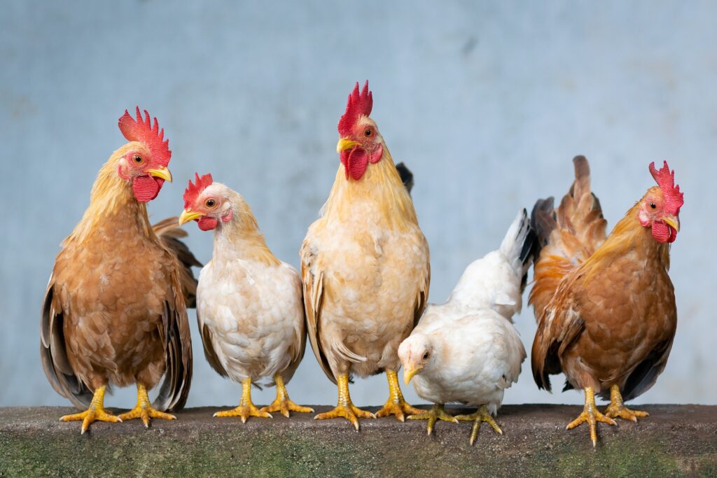 chicken-g045c3c9fd_1920