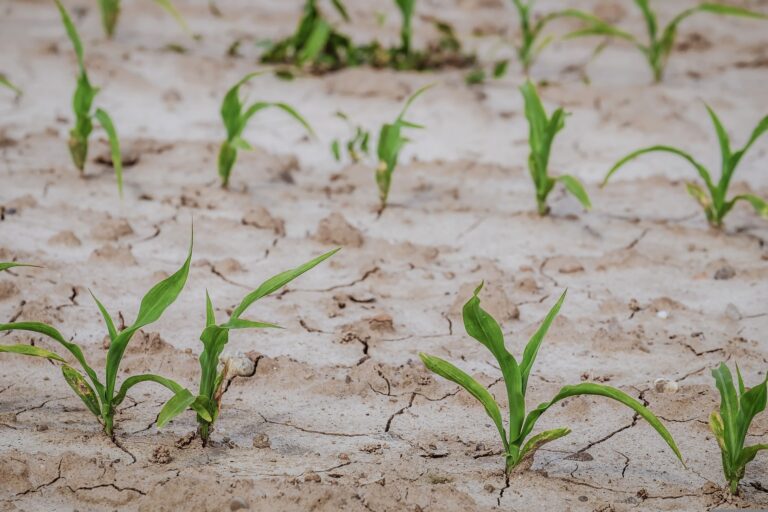 cornfield-g1e112e3c3_1920