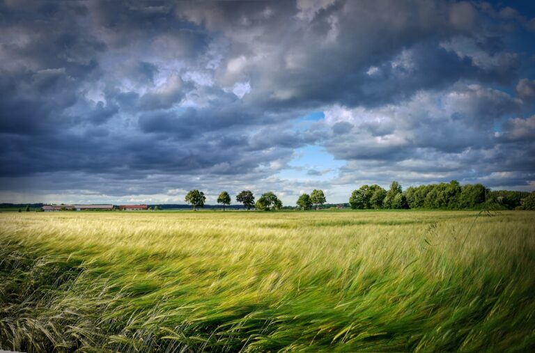 grain-g66d65d2f4_1920