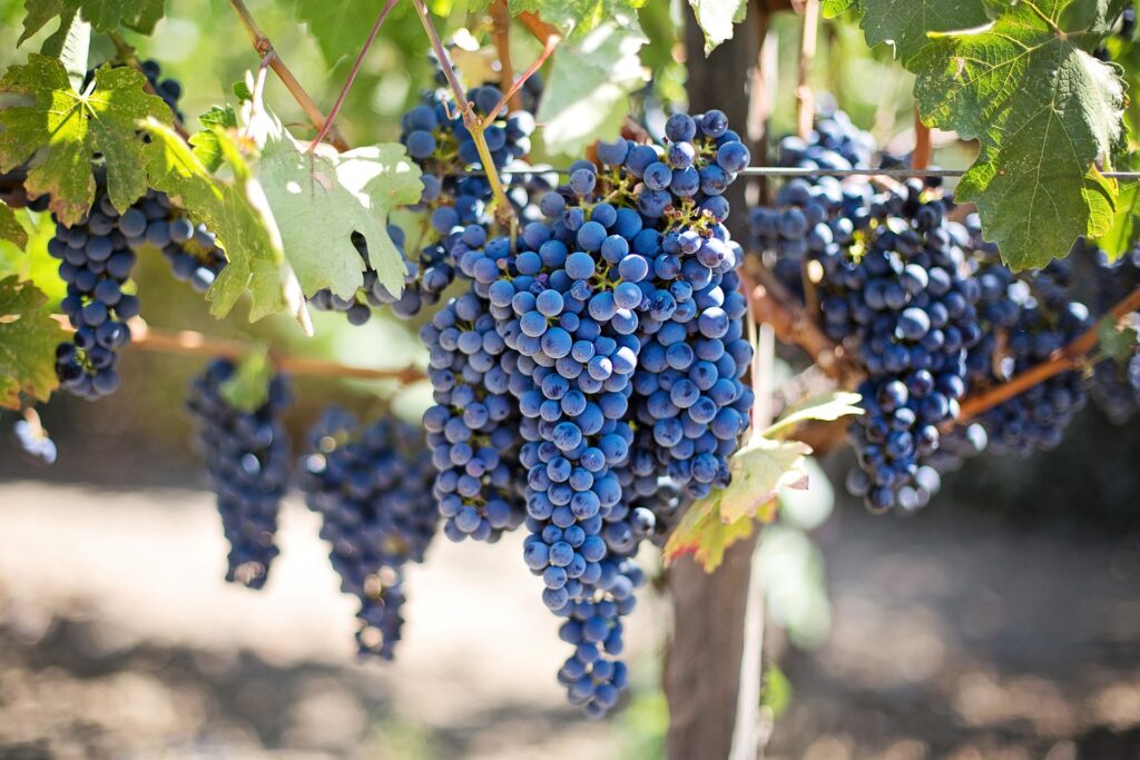 grapes-g670d77b67_1920