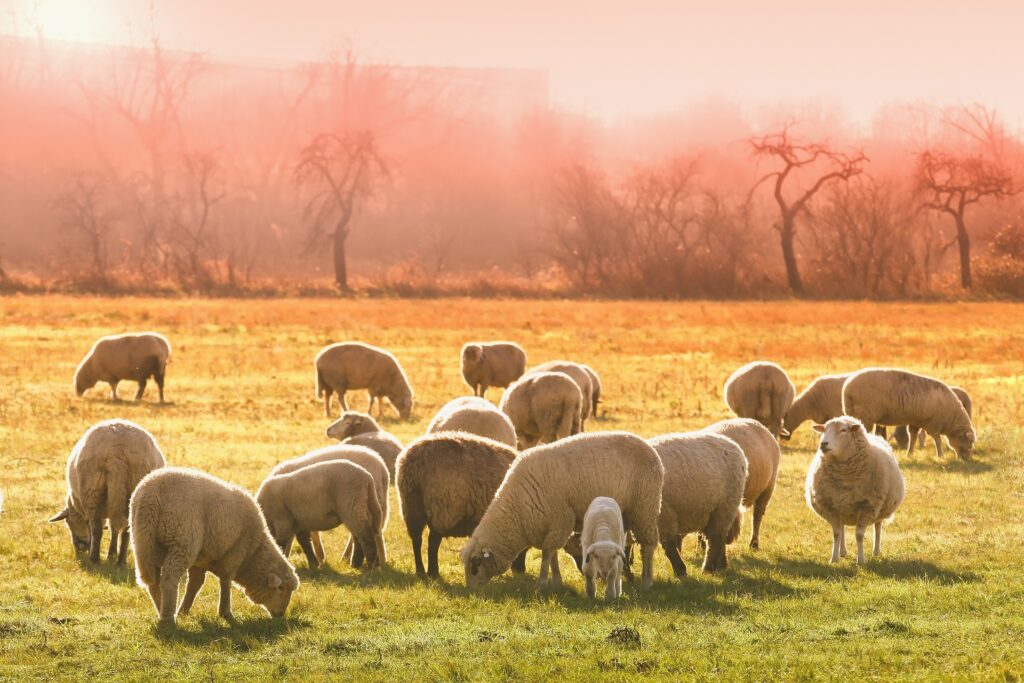 sheeps-gb2c14ae06_1920